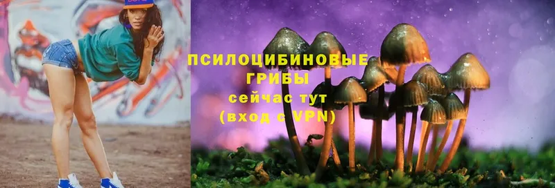 Галлюциногенные грибы Psilocybine cubensis  Лениногорск 